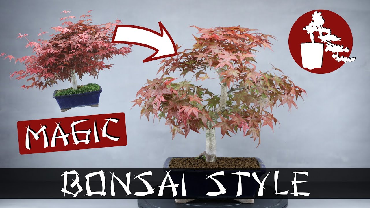 Magischer R&uuml;ckschnitt (Magic Cutting) | Jap. Ahorn (Acer Palmatum 'Deshojo') | #019 Bonsai Style