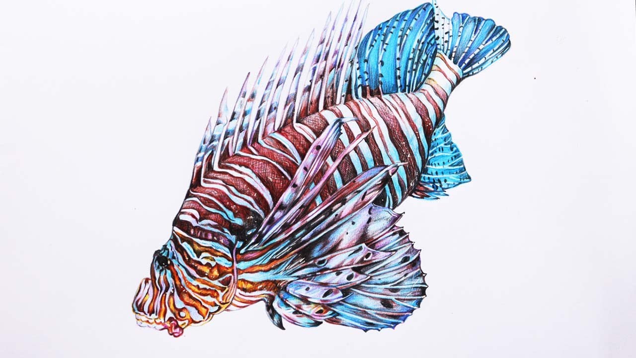 Lionfish Drawing in Color Pencils | Zebrafish | Firefish | Marine Fish Drawing