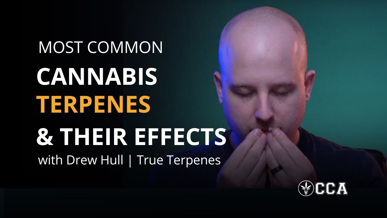 Most Common Cannabis Terpenes and Their Effects With Drew Hull