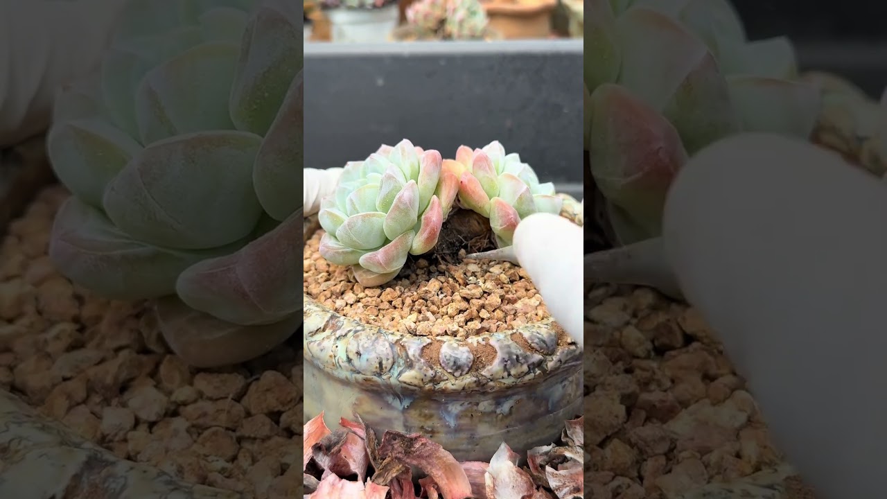 🌿 ASMR Succulent | 🌱 Quietly Understood 🌿💭