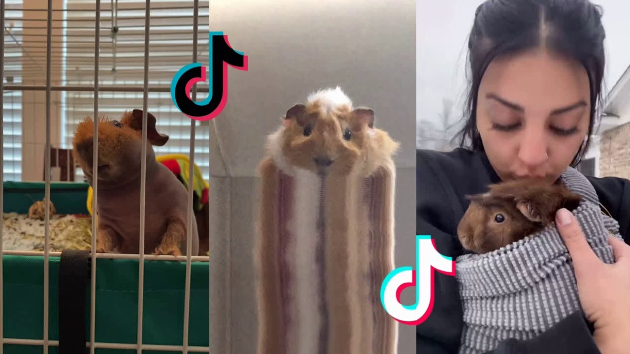 Cute Guinea Pigs - Tiktok Compilation #2