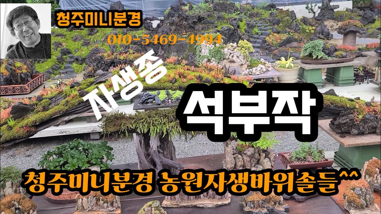 청주미니분경에 오시면 볼수있는 자생바위솔 작품들