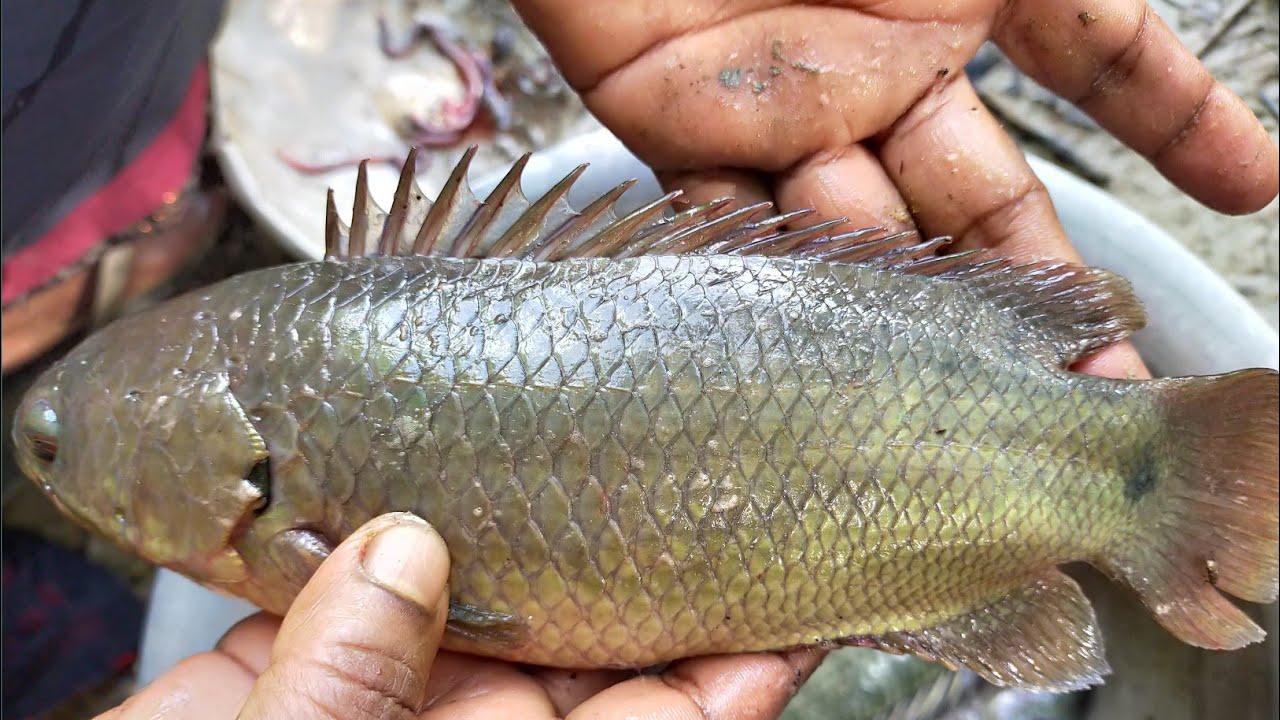 Traditional Cast Net Fishing in Village Pond - Machhali Wala