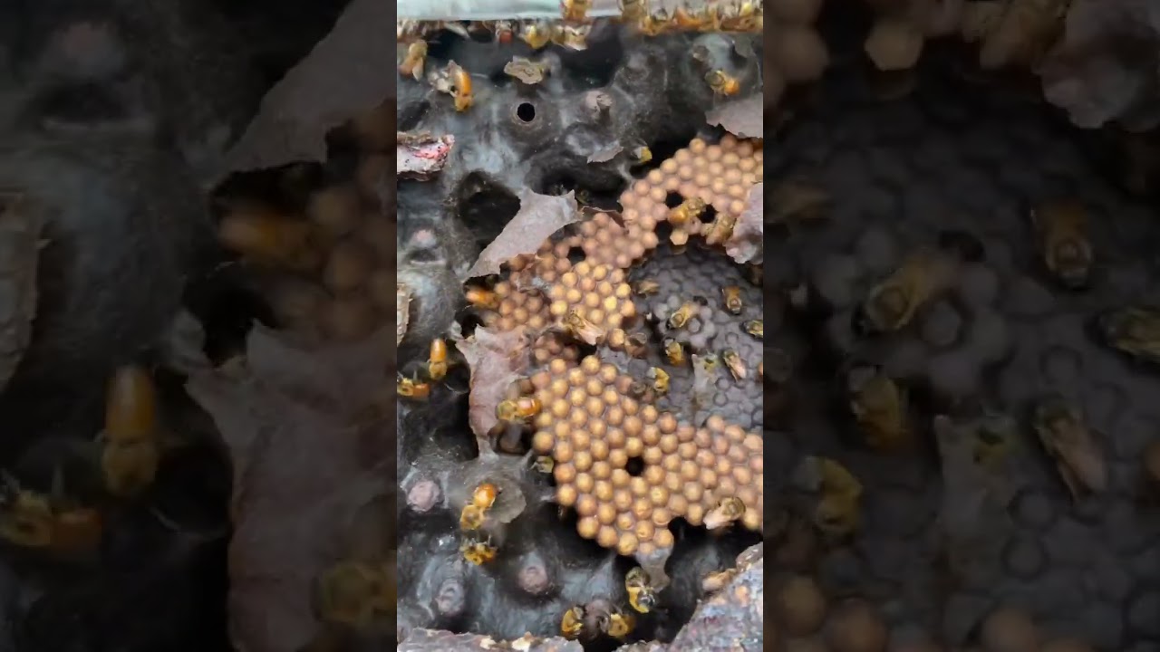 Abelha Boca de Renda &ldquo;Melipona seminigra&rdquo;