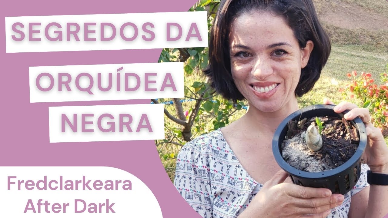 Segredos da Fredclarkeara After Dark - Orqu&iacute;dea Negra