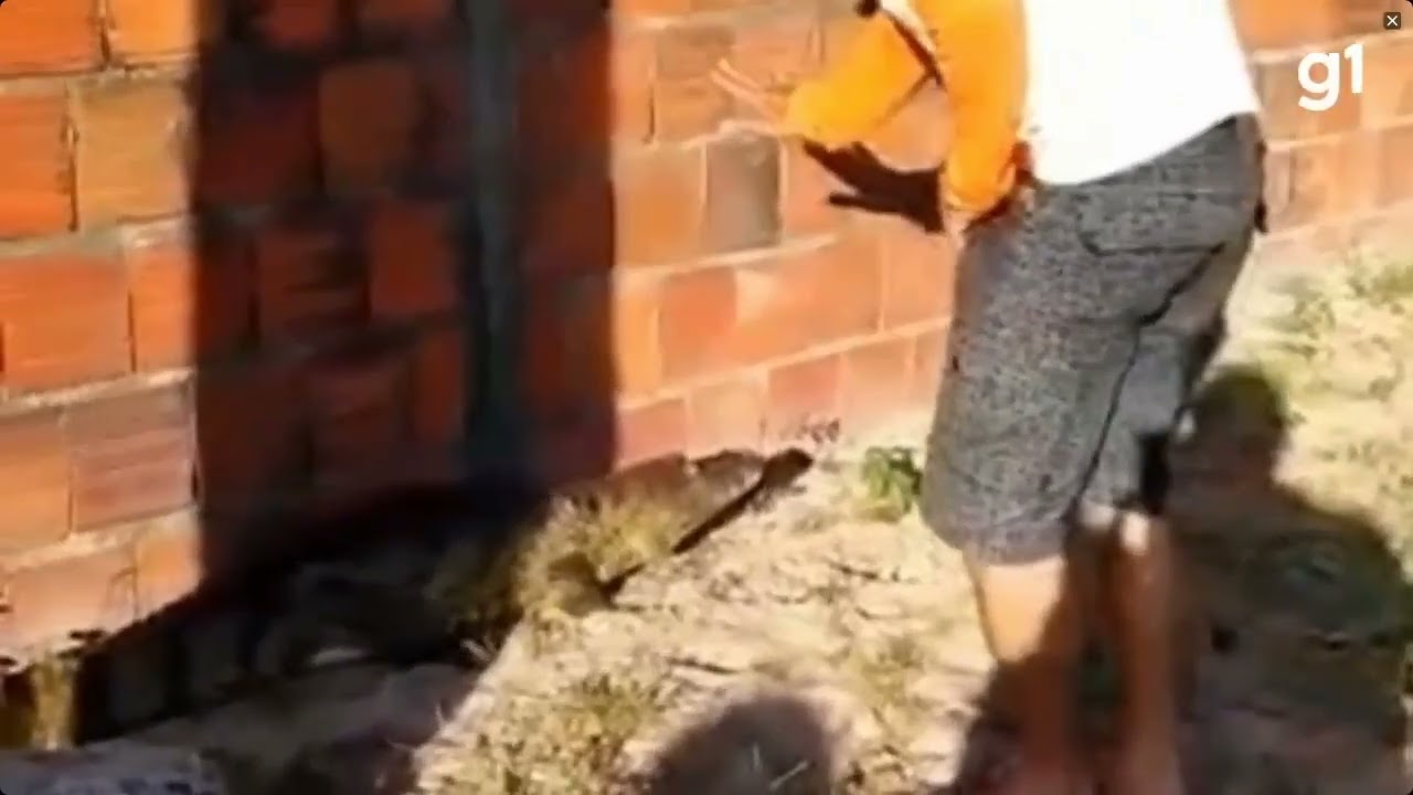 Spectacled Caiman (Caiman crocodilus) defensive behavior against human offender.