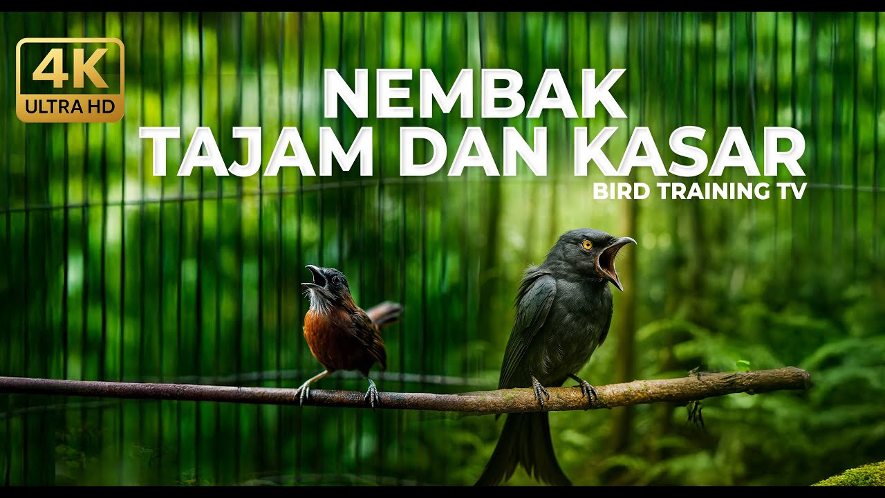 Live Masteran Murai Batu Kasar Full Tembakan Srigunting Abu Abu Gacor vs Tepus Kepala Abu Abu Gacor