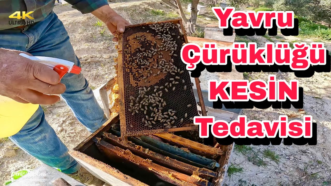 Peteklerde Yavru Çürüklüğü Ve Tedavisi / Arıcılık
