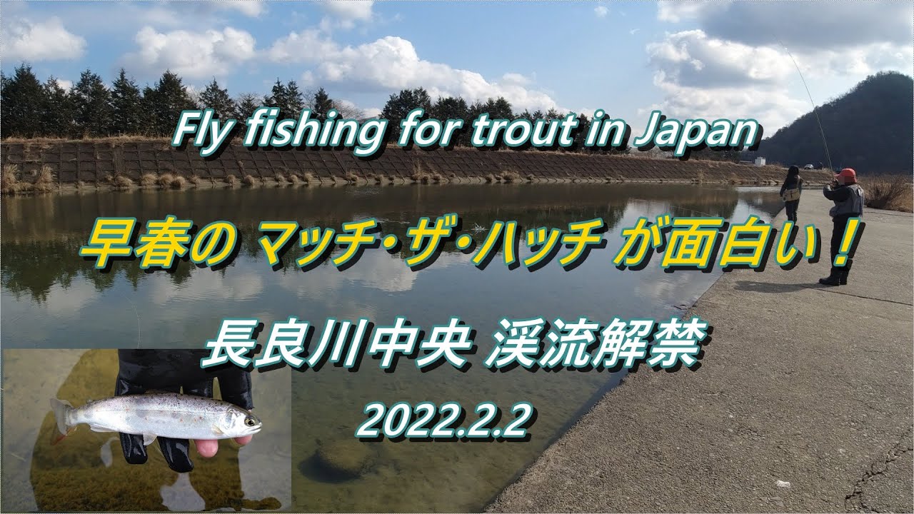 2022 渓流解禁 70歳超えの現役フライフィッシャーが神だった！ 大先輩から マッチ・ザ・ハッチ を学ぶ (^^♪ 【 フライフィッシング 長良川中央漁協 】