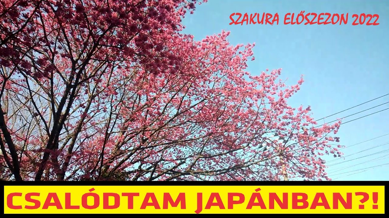 Csalódtam Japánban?! - Szakura Előszezoni Sétálós Vlog