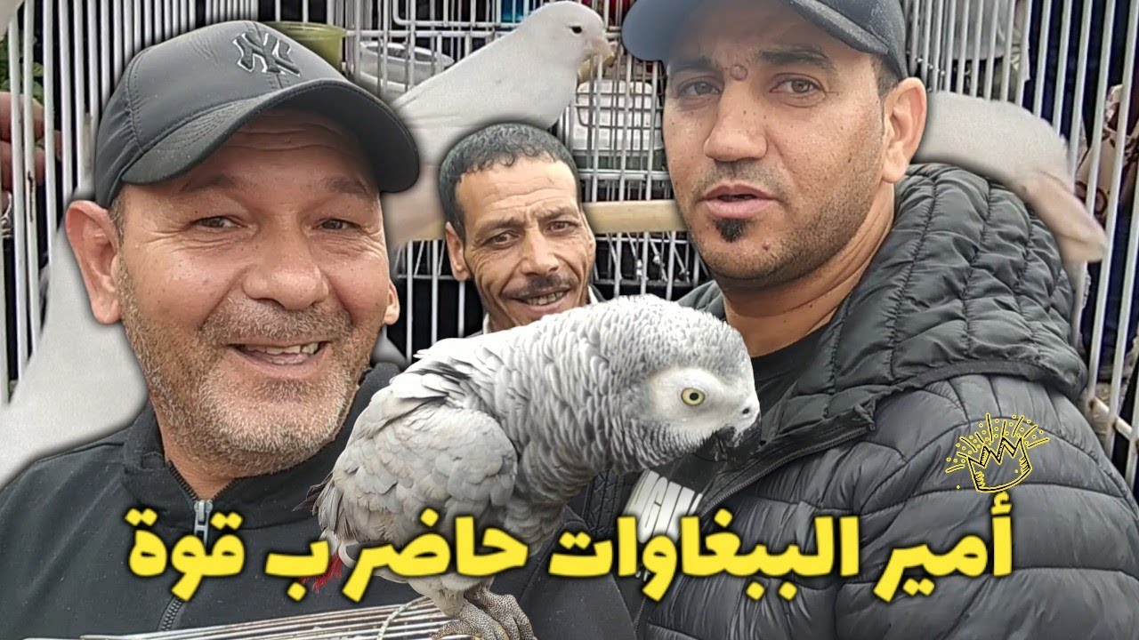 طيور الزينة من سوق بودواو | أنواع و الالوان مع التسونامي جابلكم فراخ النينو بتحجيل 2025