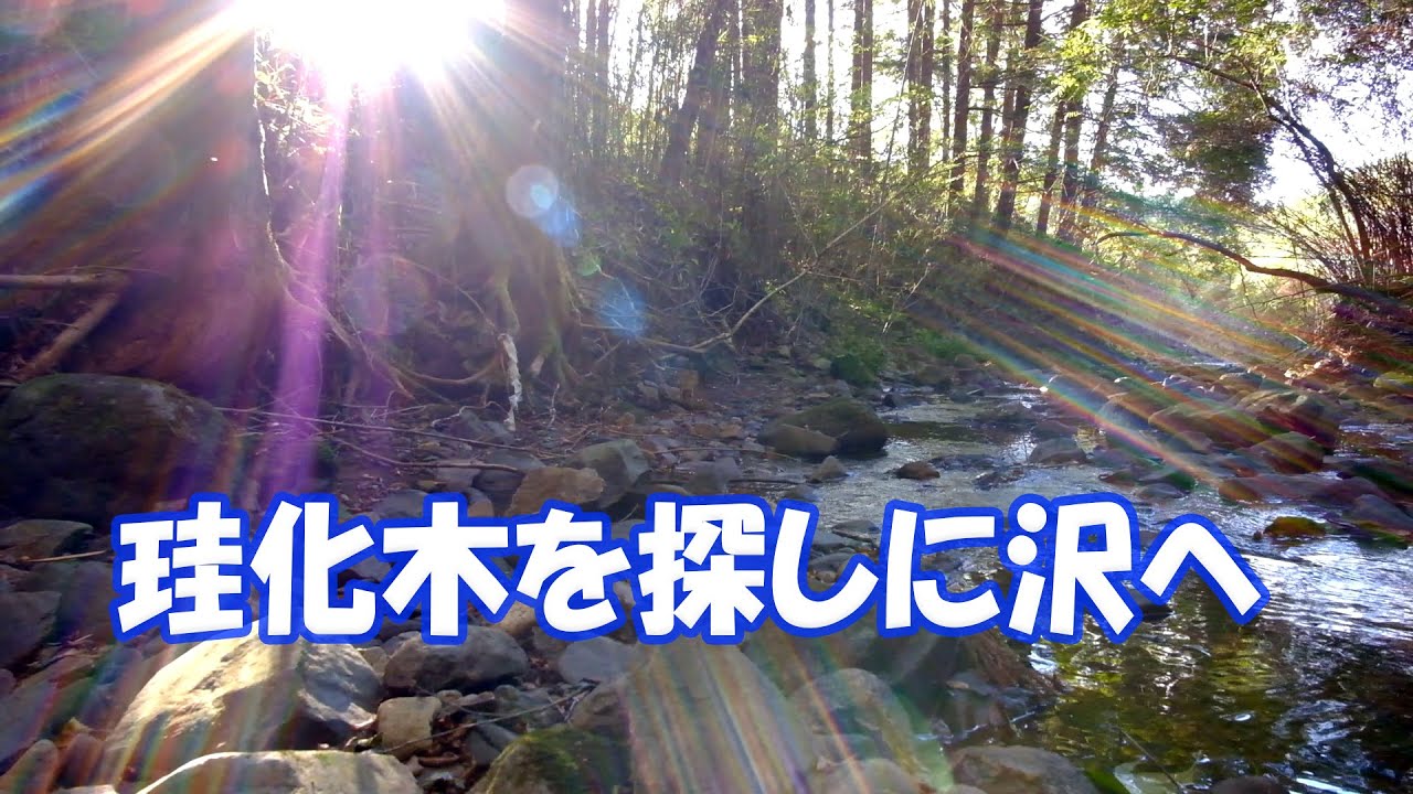 珪化木を探しに沢へ