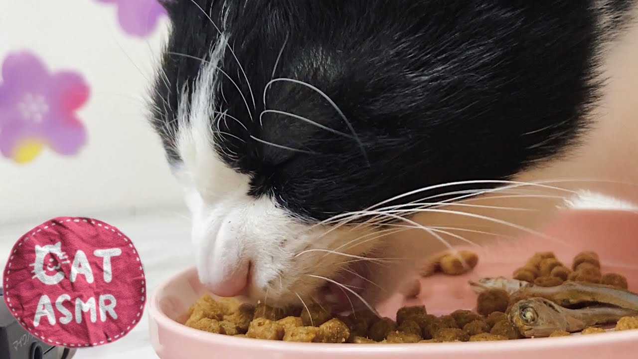 🍙ASMR｜超どアップでカリカリを食べる猫【咀嚼音】