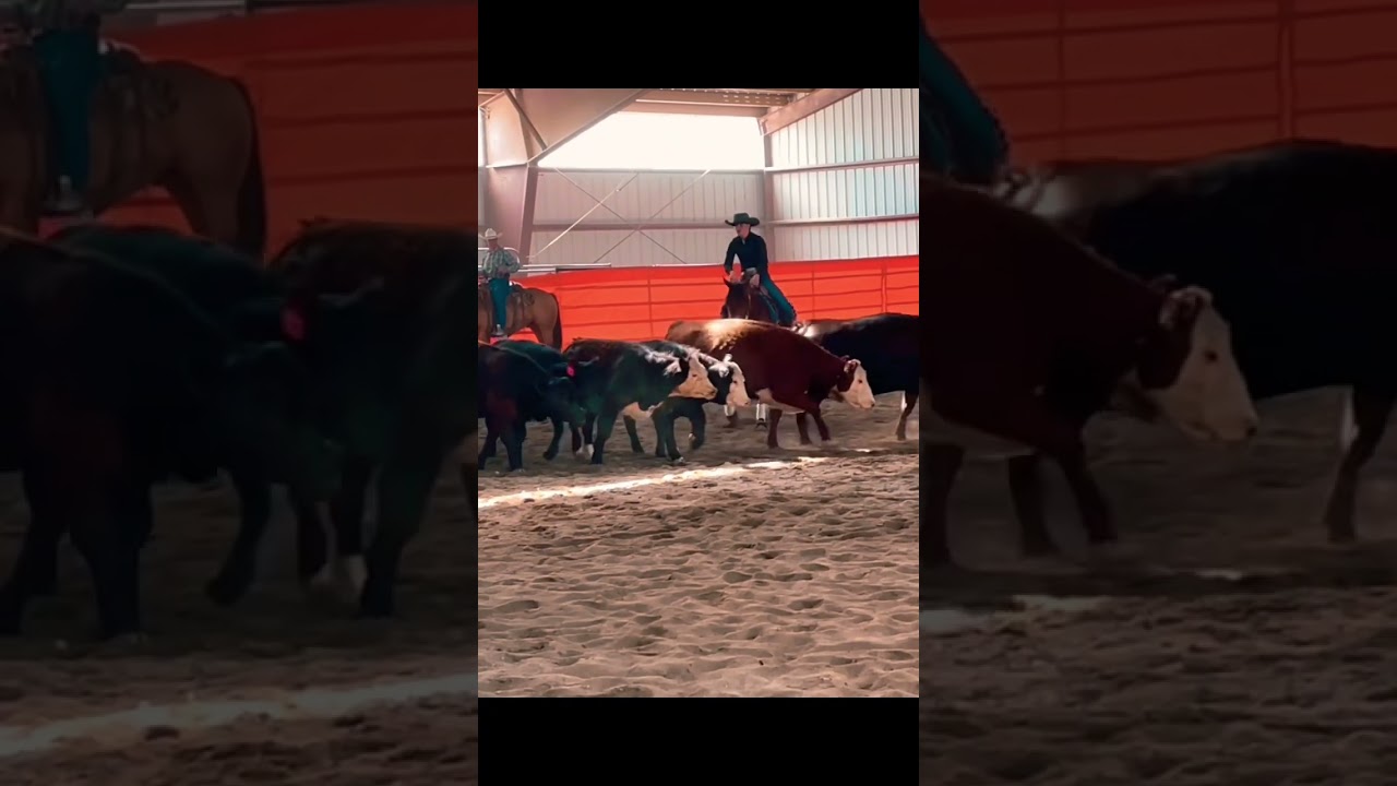 Trying to live and have 🤩 #goviral #utah #bayhorse #horse #roping #crazy #cutting