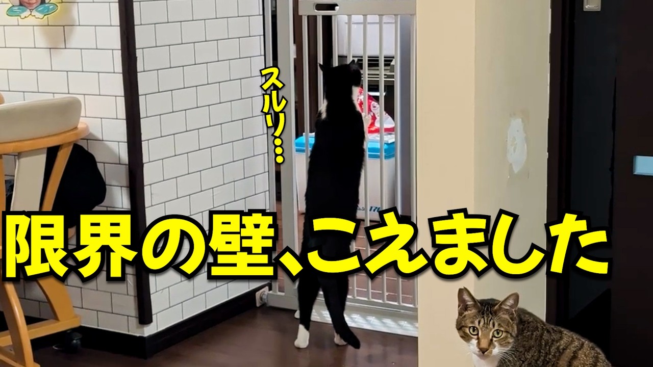 保護猫が限界の壁の更に上の壁を越えてしまったので対策しました