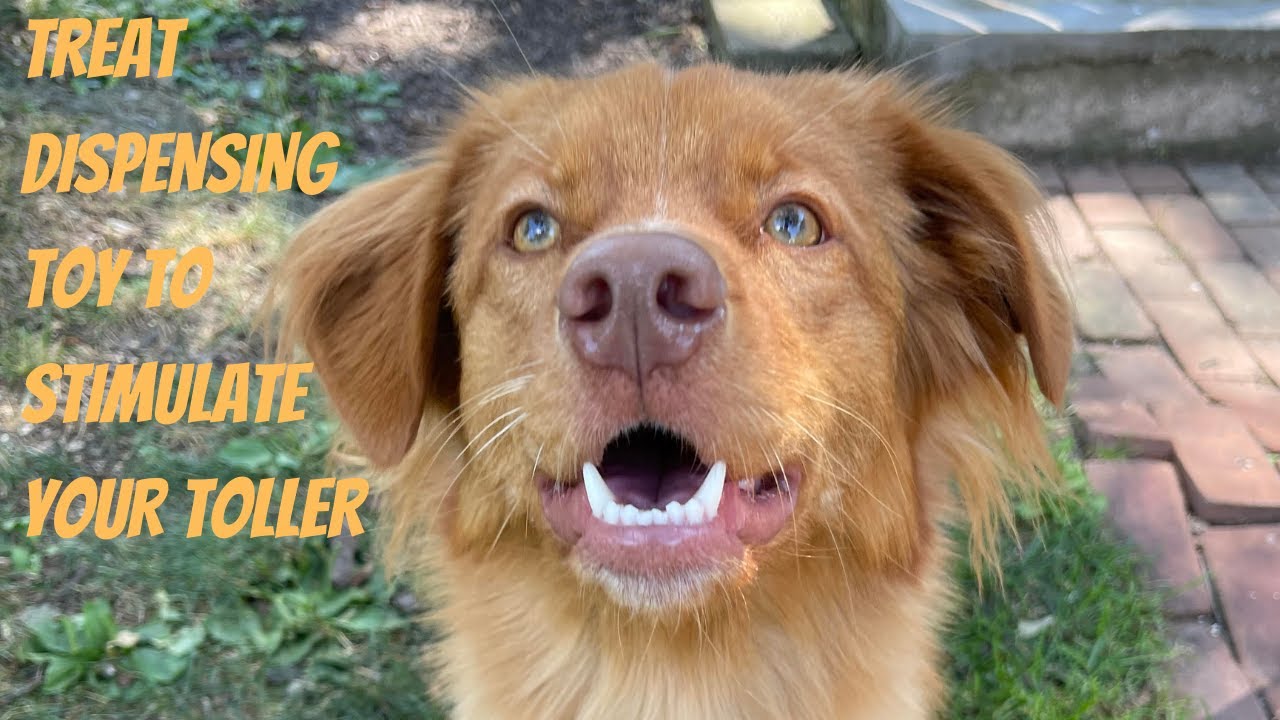 Toller Toy Time Episode 2: A Strategy Game Tollers Love