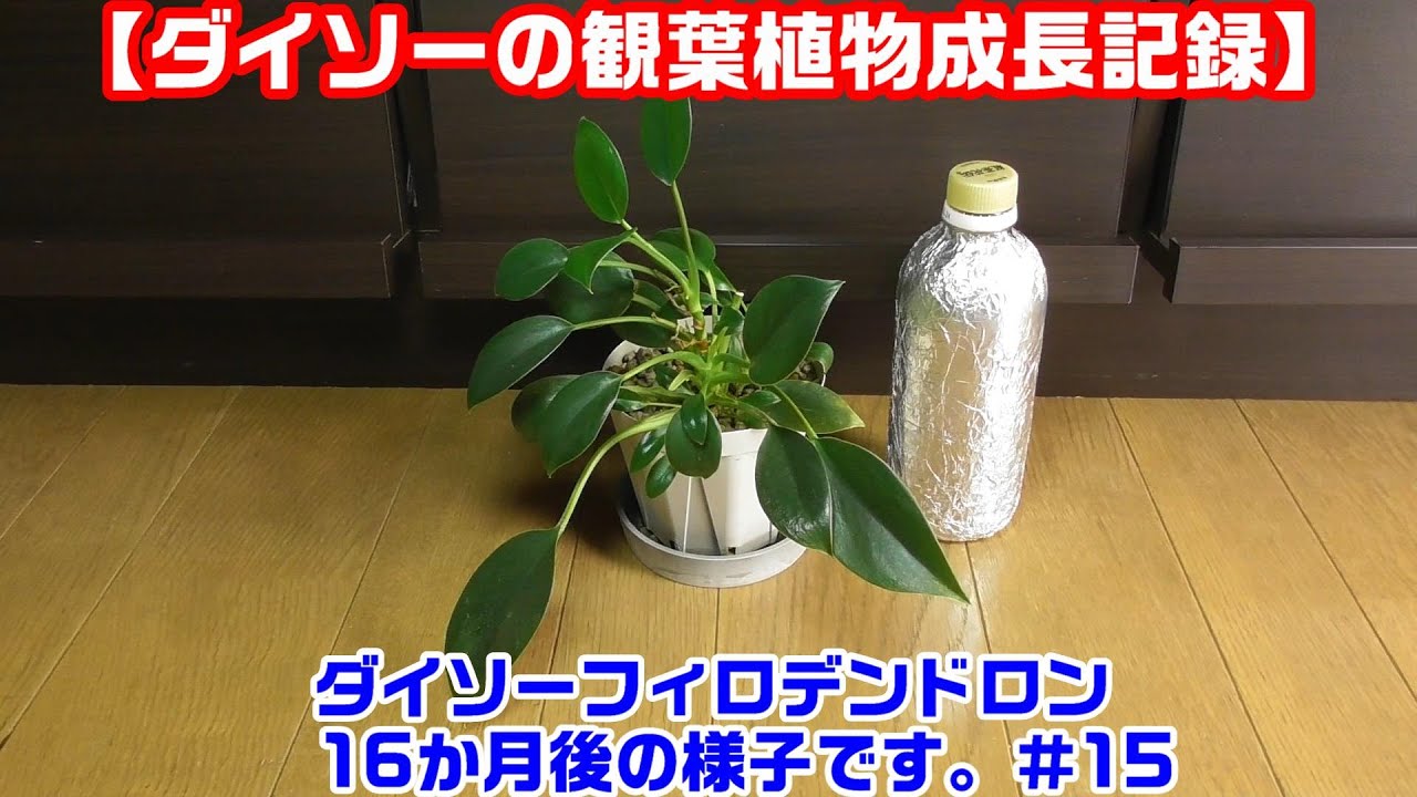 【ダイソーのフィロデンドロン観察＃15】《購入から16か月現在の成長》＃観葉植物　＃フィロデンドロン　＃ダイソー　＃100均観葉植物　＃家庭菜園　＃園芸　＃ガーデニング