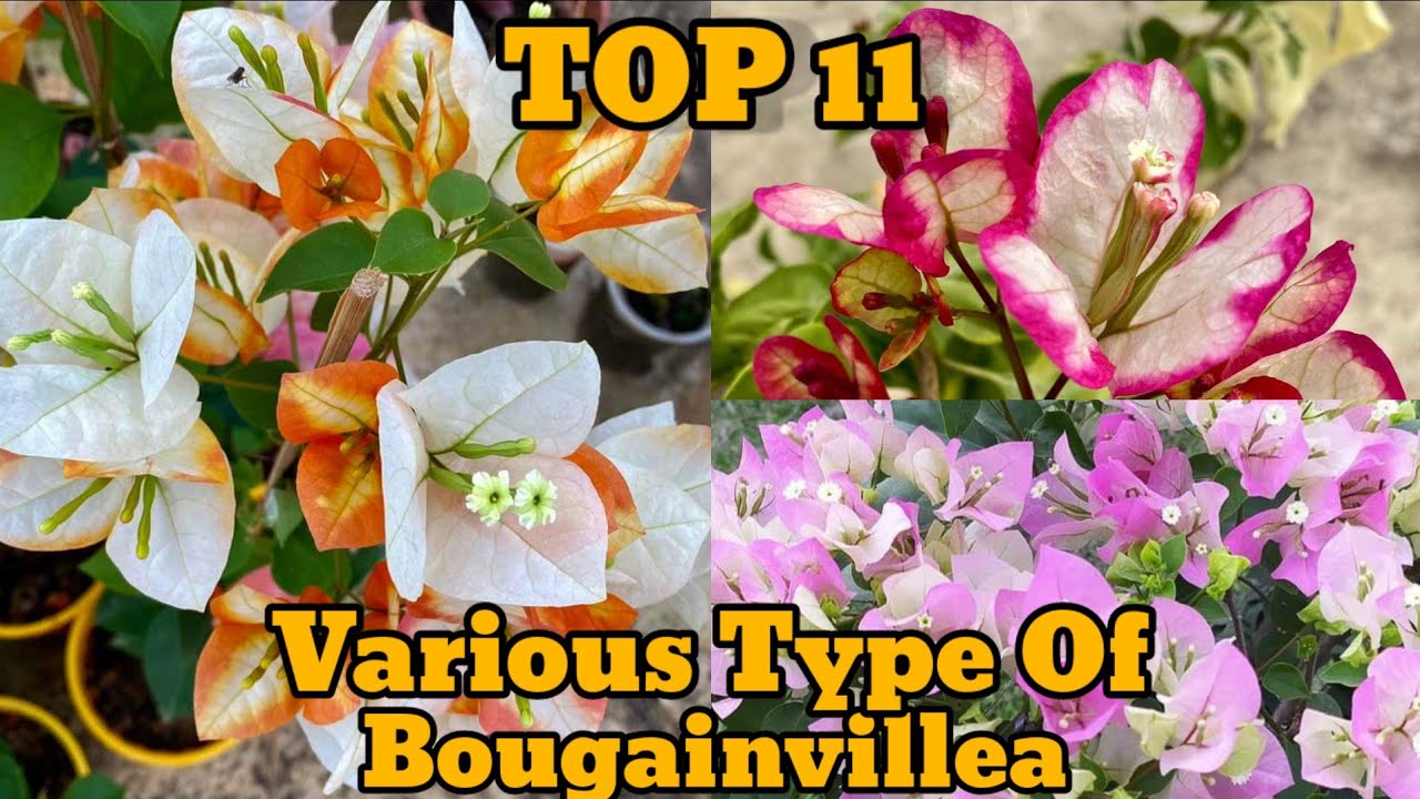 2024 Various Type Of Bougainvillea, Golden Sunshine, Sufia Indiana, Citra, Adarna, multi color