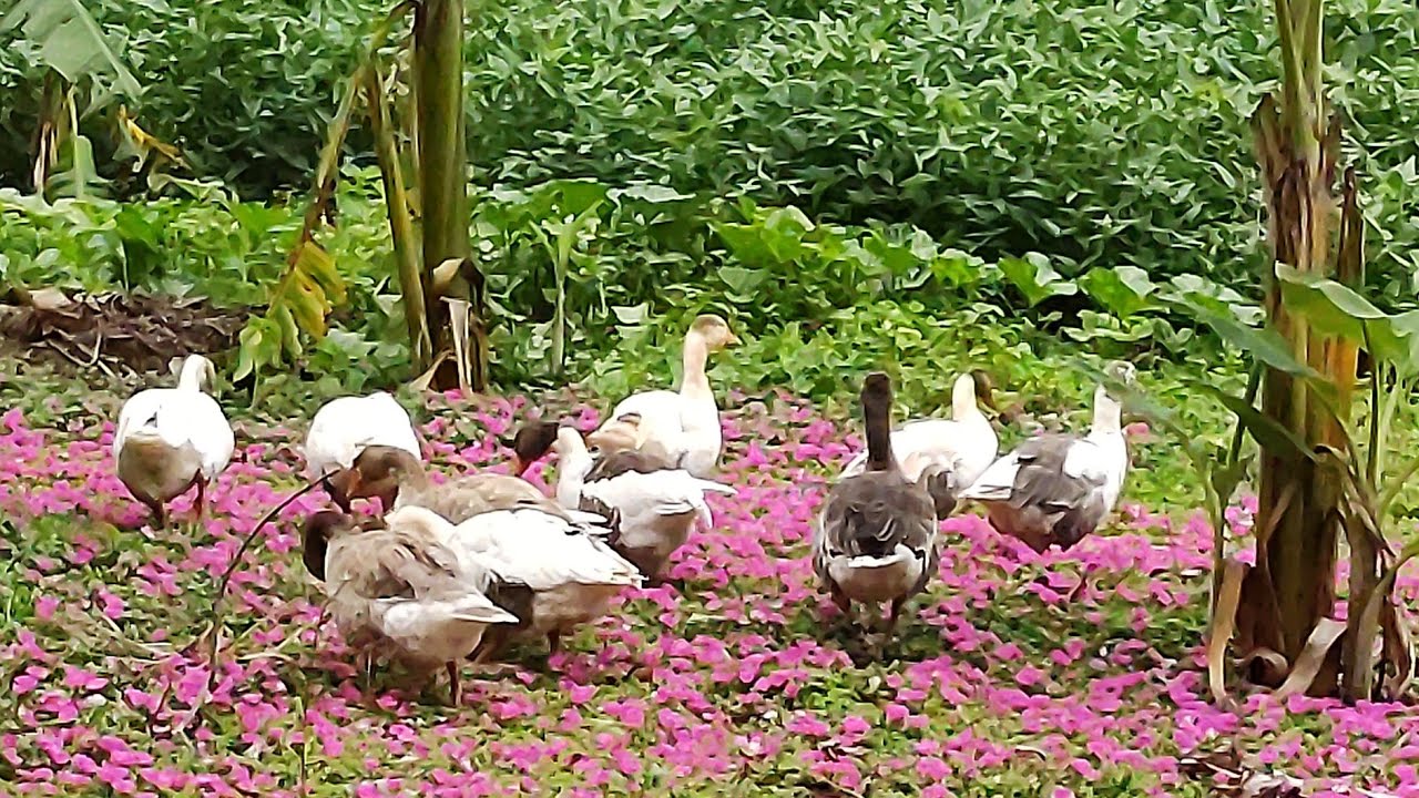 incr&iacute;vel nunca vi tantas beleza da natureza 🌺🌺🌺🌺🤠🌧️