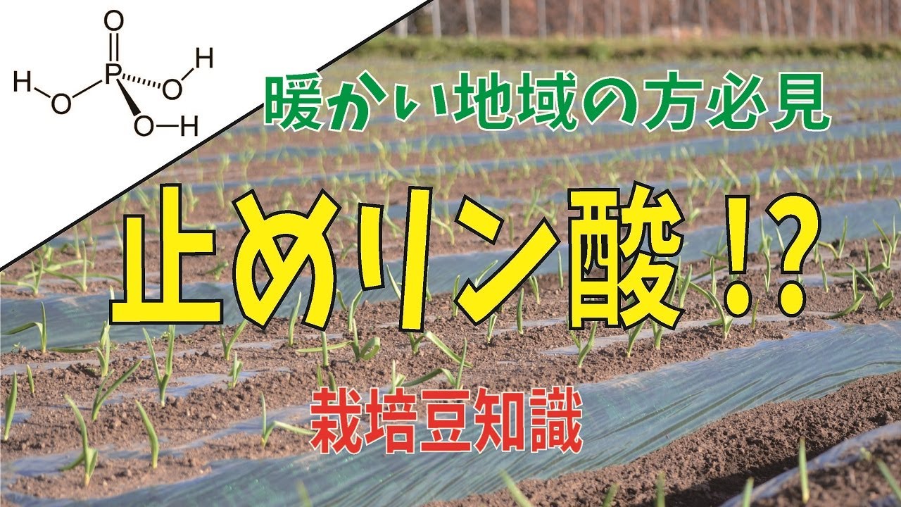 にんにく栽培【暖かい地域向けの豆知識「止めリン酸」とは】（2021.11.25）～にんにくのよしだ家