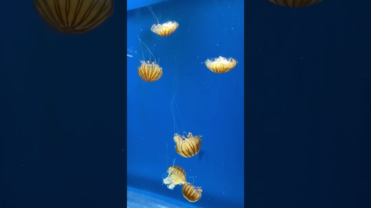 Jellyfish🪼#taiwan #taiwantouristspot #taiwantravel #xpark