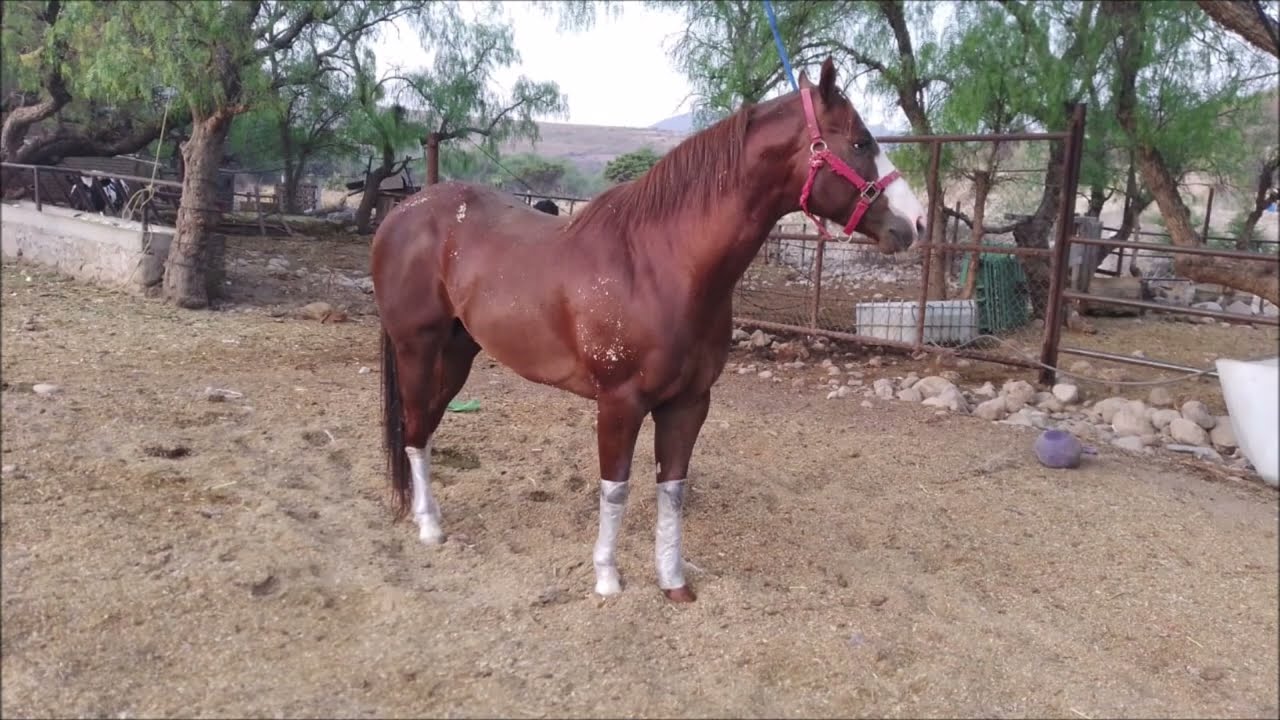 El Viajero - El Chuny Gonzalez