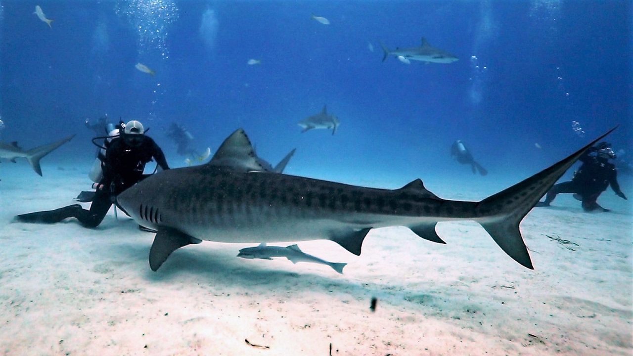 Tiger Sharks of Tiger Beach