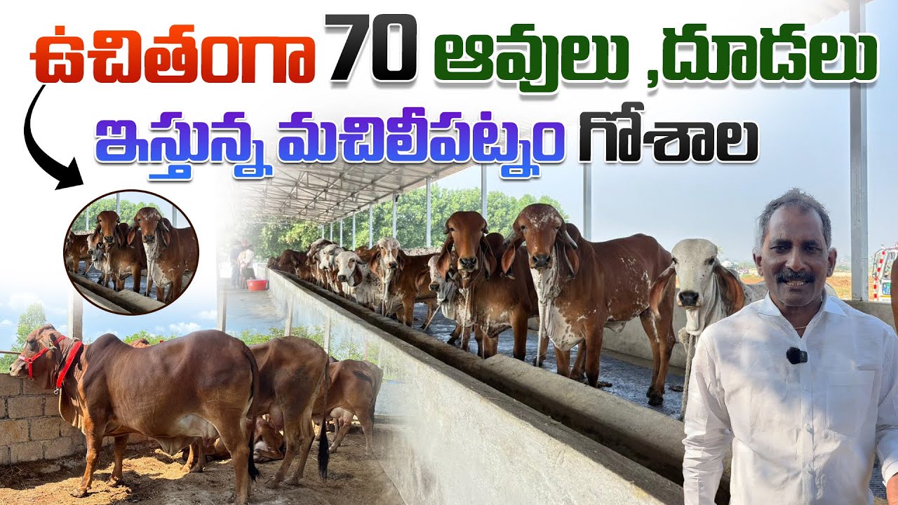 ఉచితంగా 70 ఆవులు ,దూడలు ఇస్తున్న మచిలీపట్నం గోశాల