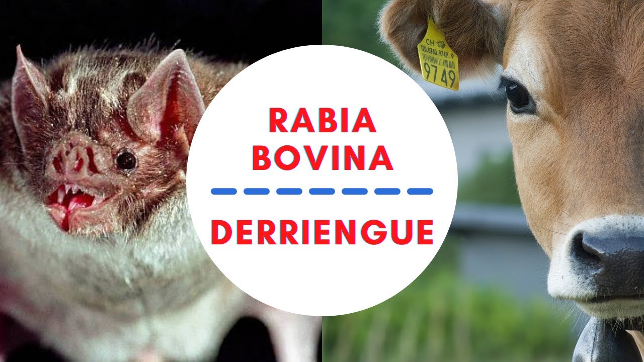 RABIA PARALÍTICA BOVINA 🦇 CÓMO PREVENIR EL DERRIENGUE 🦇