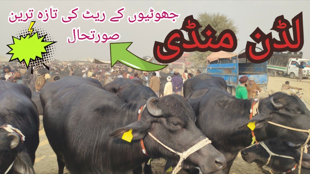 جھوٹیوں کی مشہور منڈی۔۔۔۔۔لڈن منڈی کی تازہ ترین صورتحال.. ludan mandi in Pakistan