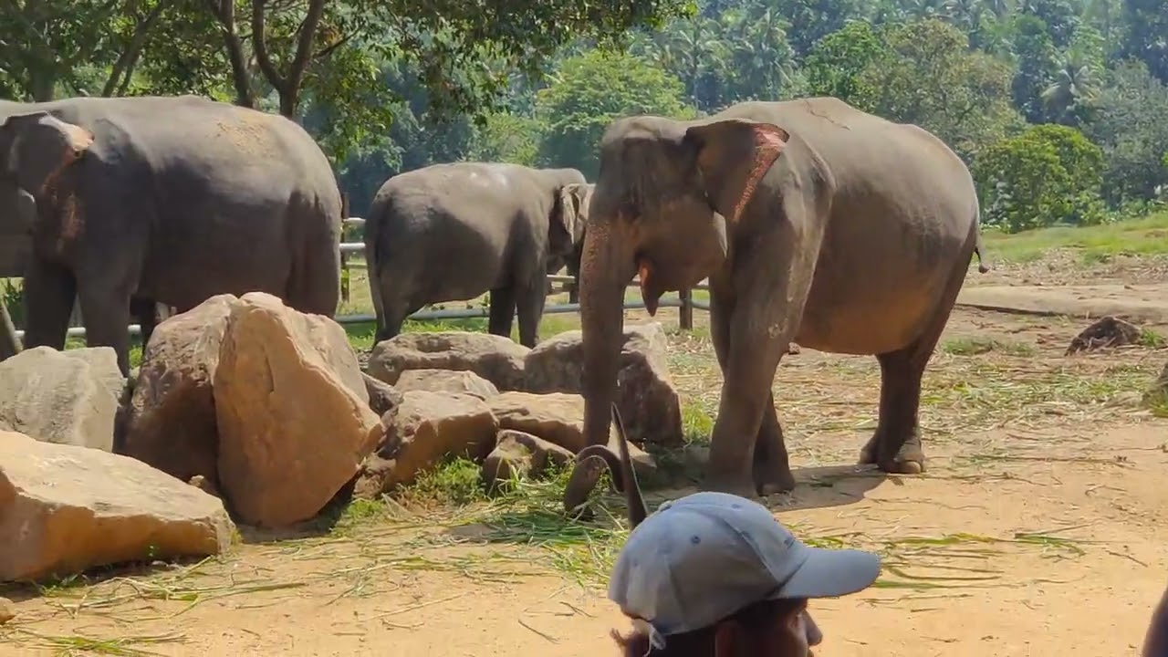 Elephant Orphanage, Pinnawala, Srilanka 