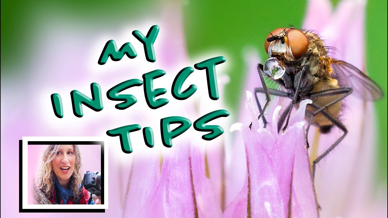 Insect Photography - This is How I Do It