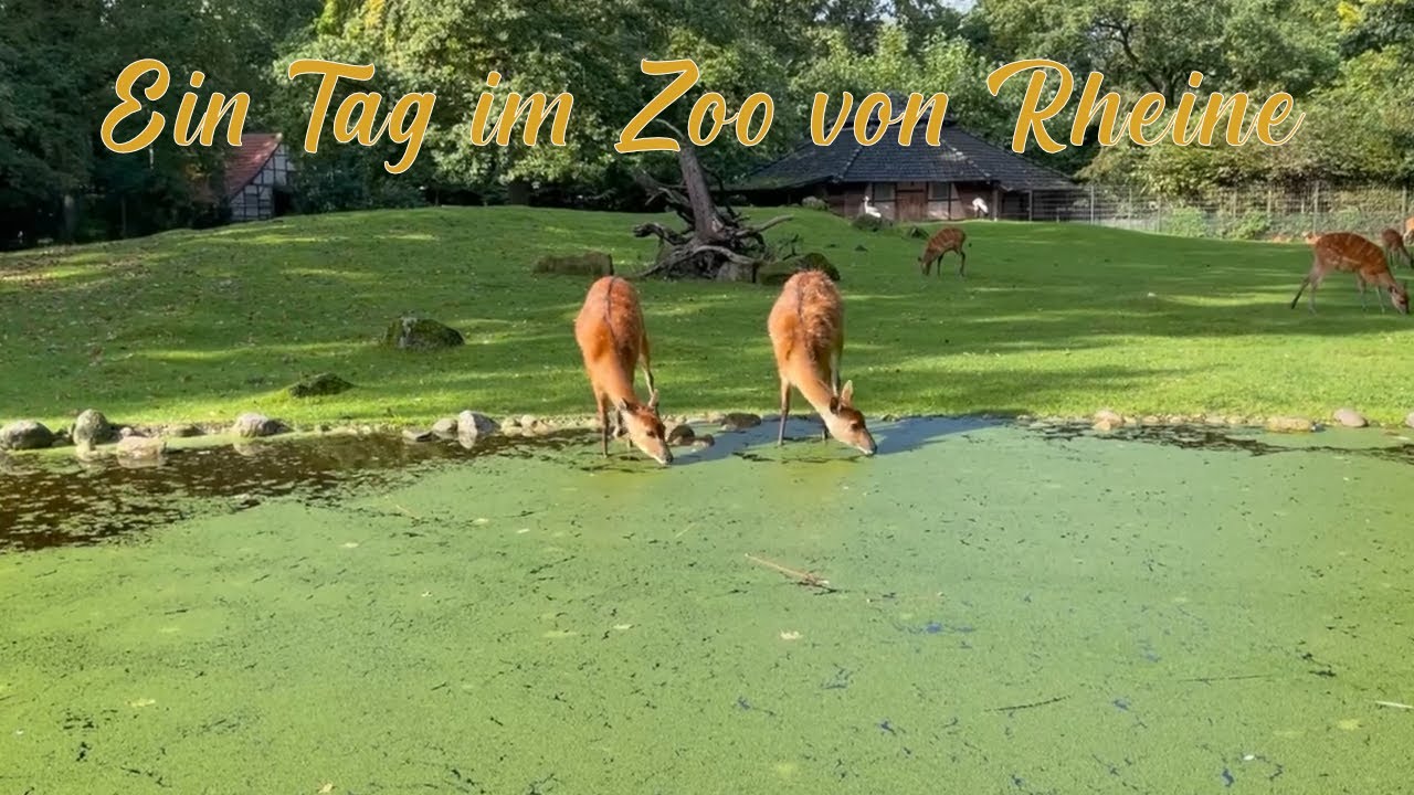 Entdecke die Vielfalt der Tierwelt: Ein Tag im Zoo von Rheine