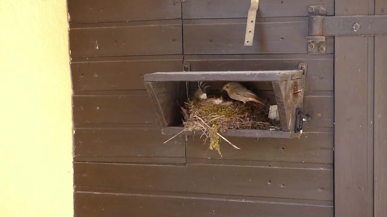 Rotschwänzchenpaar beim Nestbau und Aufzucht ihrer Jungvögel