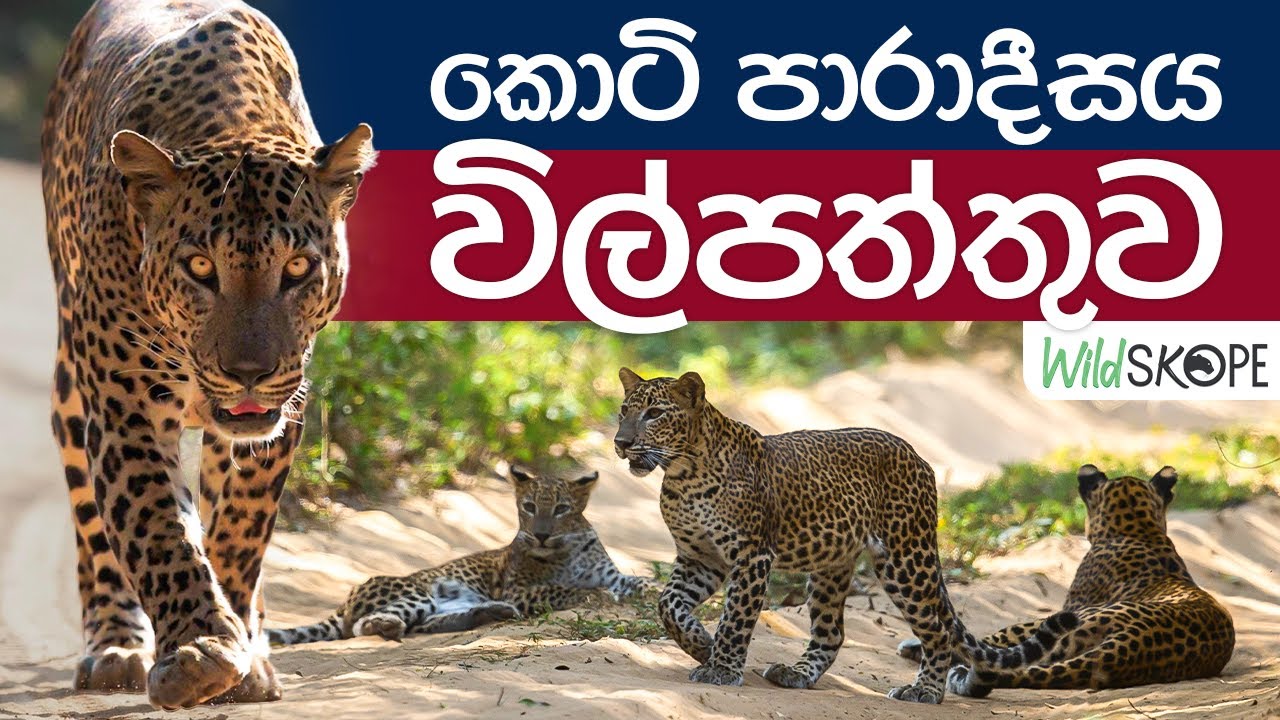 කොටි පාරාදීසය විල්පත්තුව | Wildlife Photography Tour | Wilpattu National Park