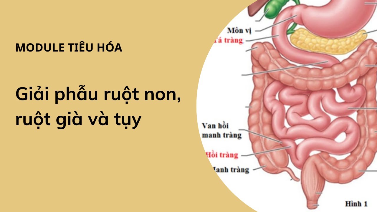 Giải Phẫu Ruột Non, Ruột Già Và Tụy - Y Hà Nội