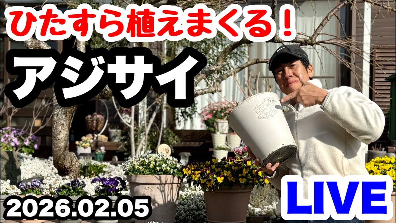 ◆紫陽花をひたすら植え替えます！