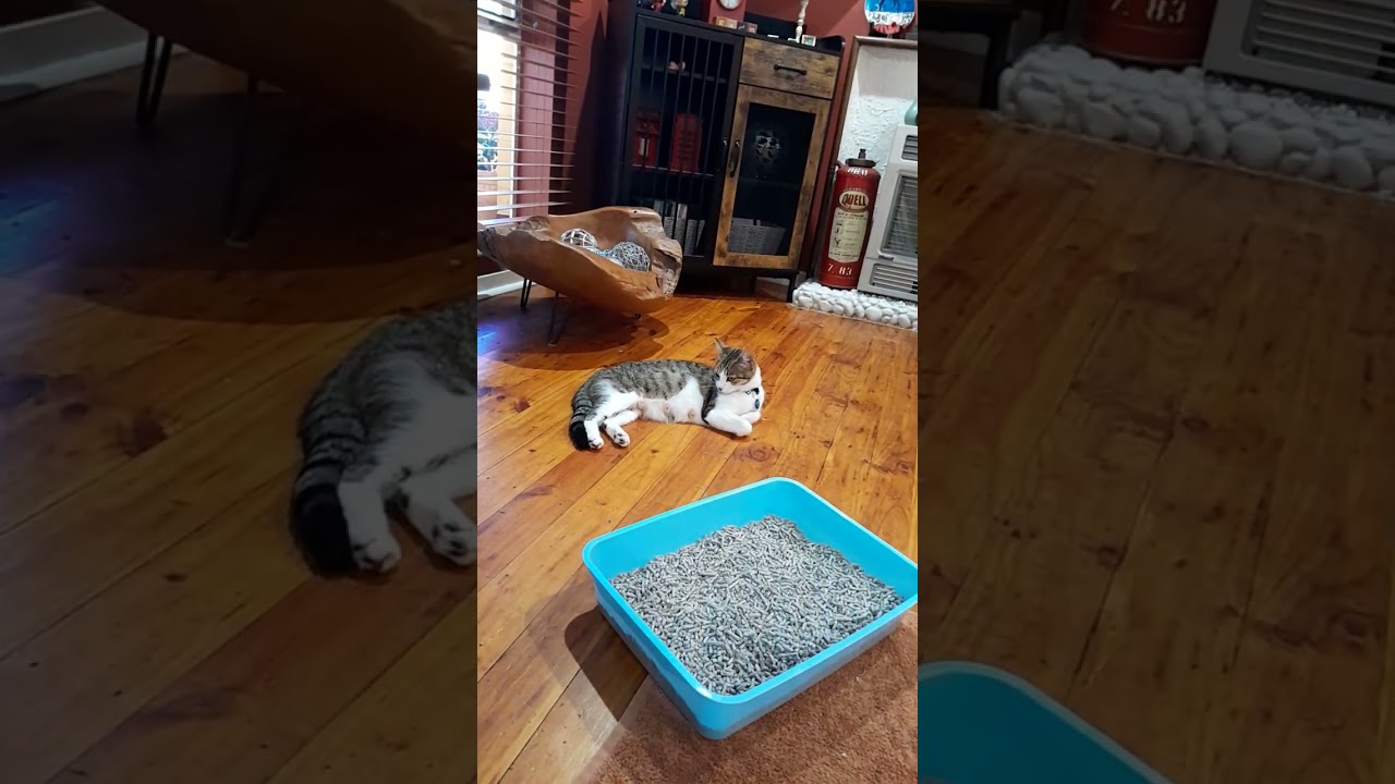 Mother & kittens first week play drinking milk & using the little pan. #mothercat & # kittens 