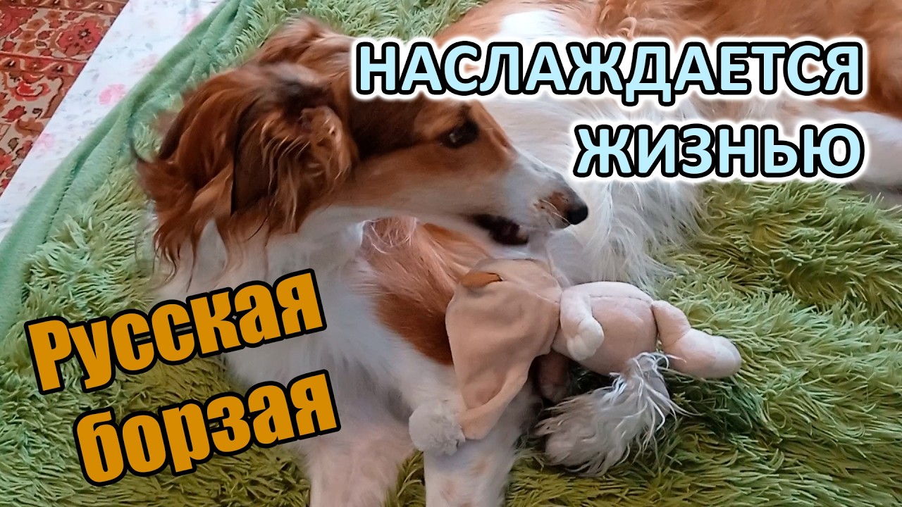 Домашние будни Читы: как она отдыхает после прогулки