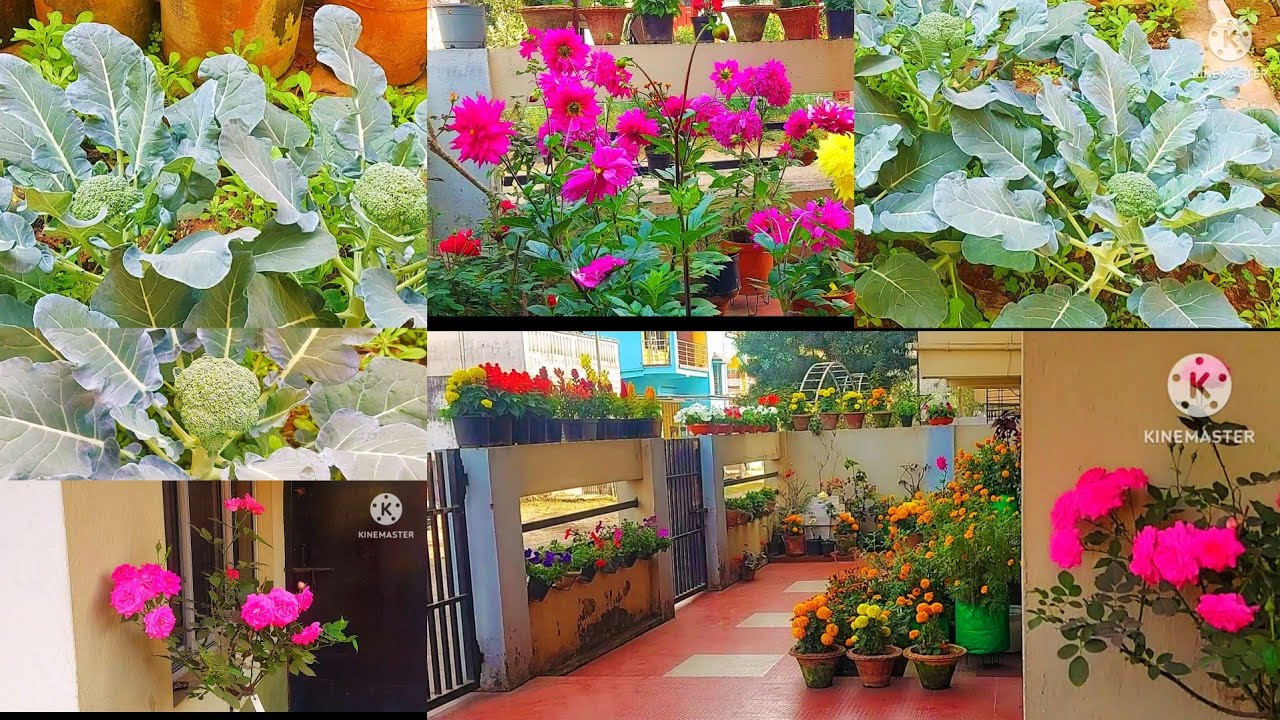 Ki kore Garom porjonto bagan rakhben sobuj sotej sundor.#roofgarden #gardening  