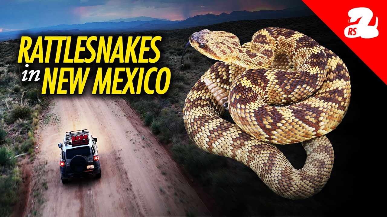 Searching for Rattlesnakes in New Mexico!