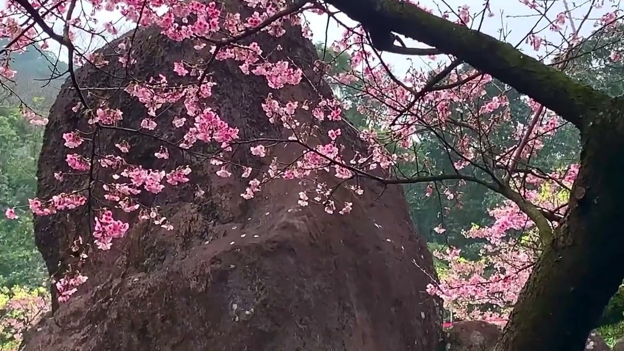 台北淡水·無極天元宮｜後花園櫻花盛開￼，被譽為全台最美的宮廟櫻花…