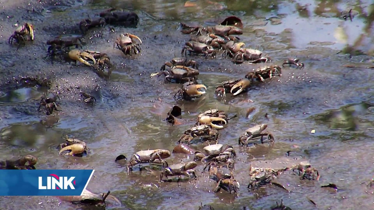Lixo nos manguezais de Vit&oacute;ria est&aacute; preocupando pesquisadores