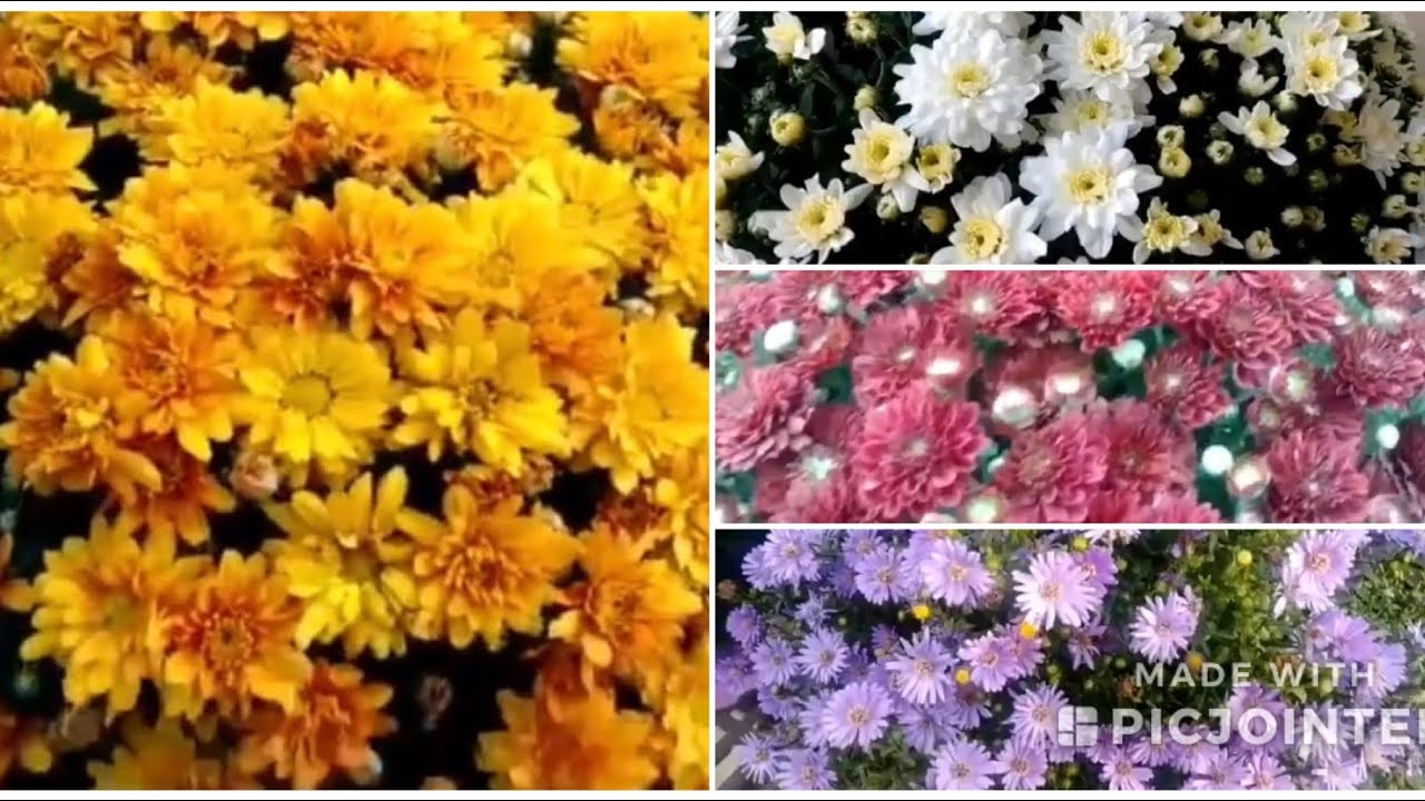 نبات النجميه الملون (الاستر) وطريقه العناية والاكثار Easter plant
