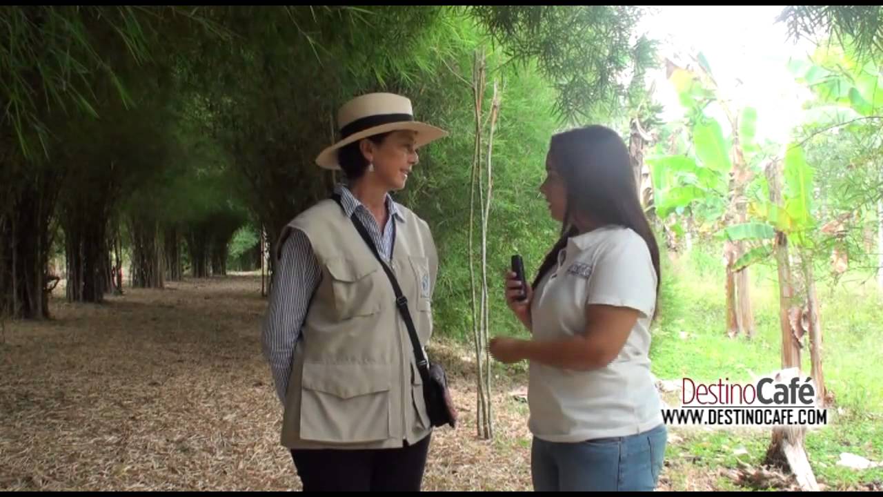 Paraíso del Bambú y la Guadua en Montenegro