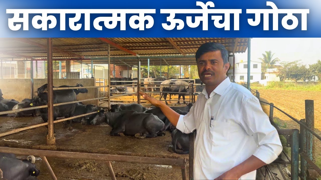 सकारात्मक ऊर्जेचा गोठा  !