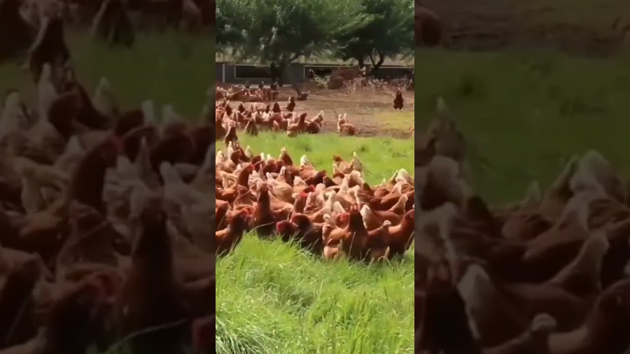 Backwards Chicken sounds | So satisfying #funnyreverse #satisfyingvideo #reversechallenge