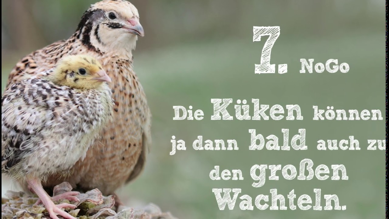 Die 9 schlimmsten NoGos in der Wachtelkükenaufzucht - Schritt für Schritt zusammen brüten Teil 10