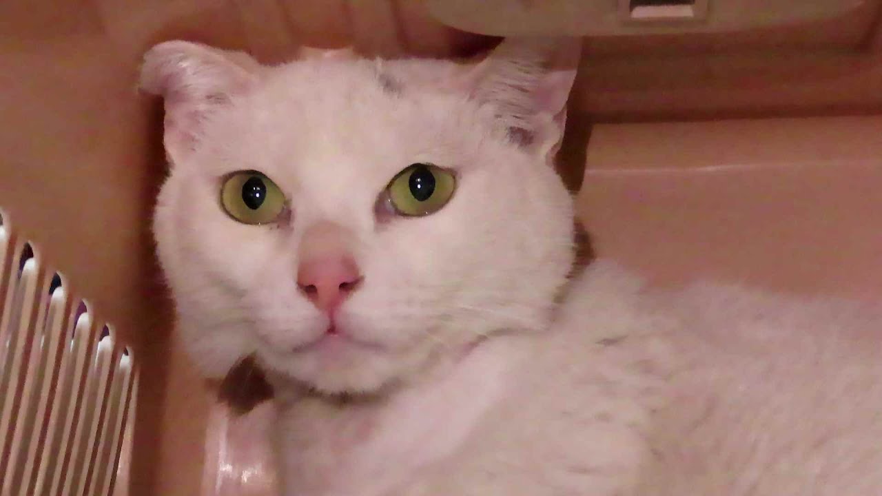 쇠줄이 목을 파고 들던 유기묘 구조전 구조후(잔인한영상뺐어요)