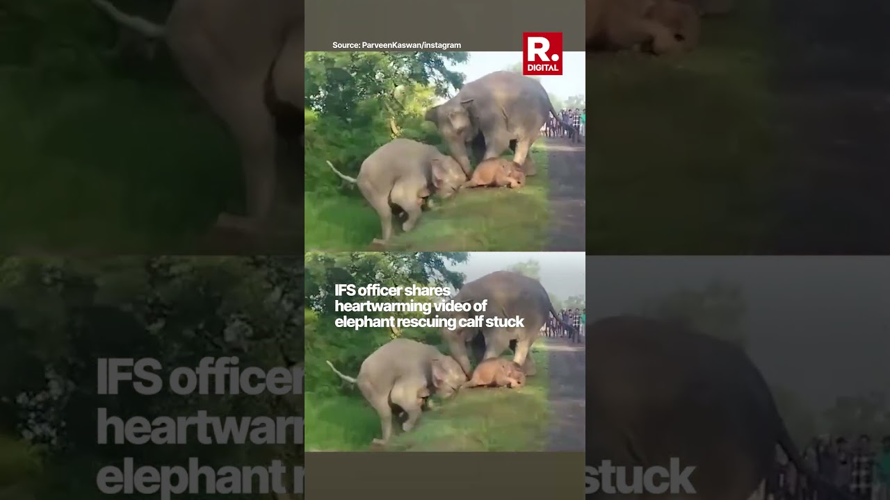 IFS Officer Shares Heartwarming Video of Elephant Rescuing Calf Stuck on Forest Road